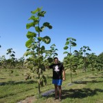 paulownia bellissia 7