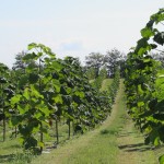 paulownia bellissia 8