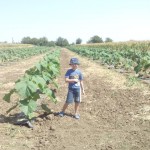 paulownia