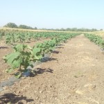 paulownia