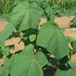 paulownia