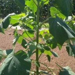 paulownia