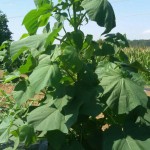 paulownia