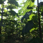 Paulownia Bellissia sadnice 01