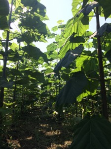 Paulownia Bellissia sadnice 01