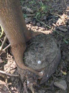 Paulownia Bellissia sadnice 02