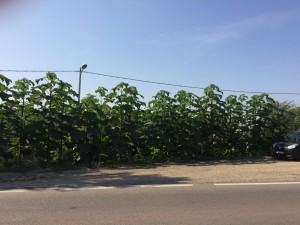 Paulownia Bellissia sadnice 03