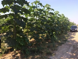 Paulownia Bellissia sadnice 04