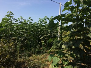 Paulownia Bellissia sadnice 05