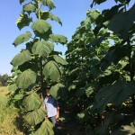 Paulownia Bellissia sadnice 06