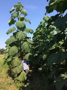 Paulownia Bellissia sadnice 06