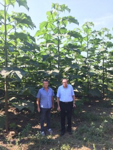 Paulownia Bellissia sadnice