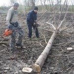 paulownia bellissia 10