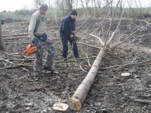 paulownia bellissia 10