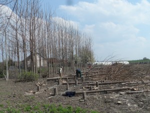 paulownia bellissia 2