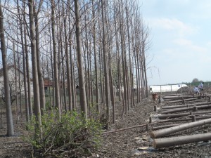 paulownia bellissia 3