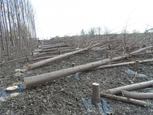 paulownia bellissia 5