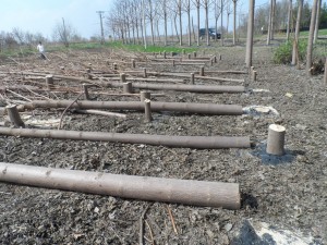paulownia bellissia 7