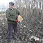 paulownia bellissia 9