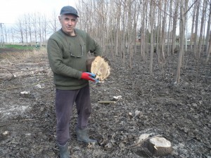 paulownia bellissia 9